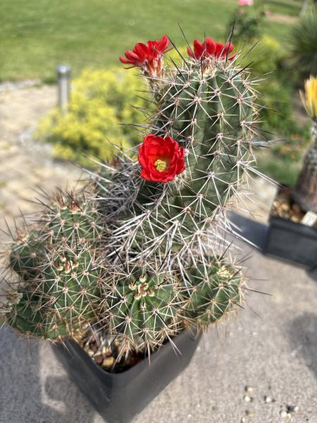Echinocereus polyacanthus